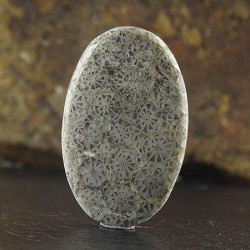 سنگ فسیل مرجان