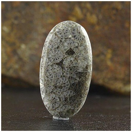 سنگ فسیل مرجان