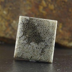 سنگ فسیل مرجان