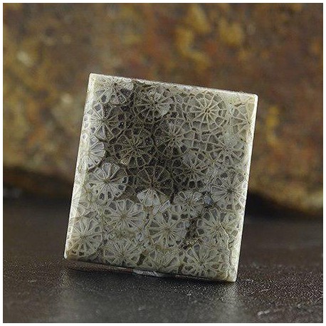 سنگ فسیل مرجان