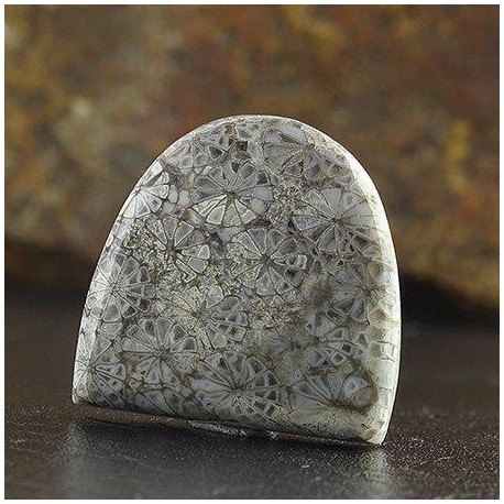 سنگ فسیل مرجان