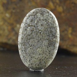 سنگ فسیل مرجان