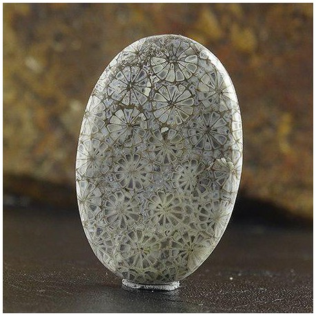 سنگ فسیل مرجان