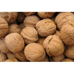 گردو و مغز گردو